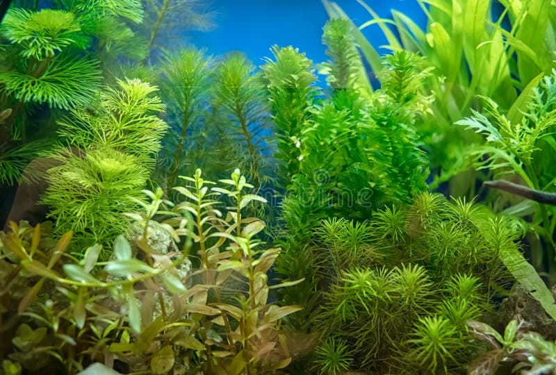 Acquario d'acqua dolce tropicale piantato bello fotografia stock Acquario d'acqua dolce tropicale piantato bello fotografia stock