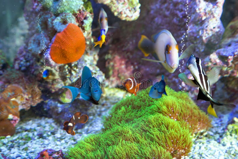 Acquario multiplo del pesce a casa fotografia stock Acquario multiplo del pesce a casa fotografia stock
