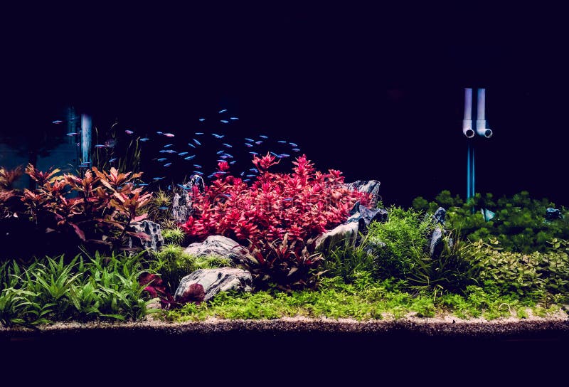 Acquario tropicale piantato con neon fotografie stock Acquario tropicale piantato con neon fotografie stock