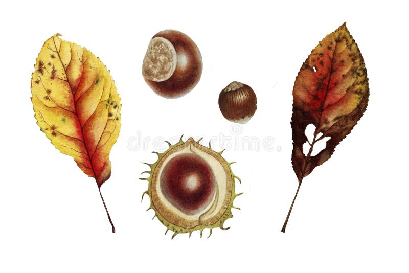 Acquerello botanico con la foglia e il chesnut di autunno royalty illustrazione gratis Acquerello botanico con la foglia e il chesnut di autunno royalty illustrazione gratis