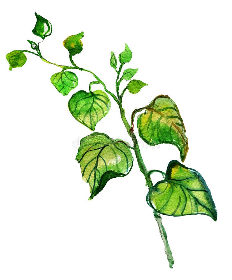 Acquerello che disegna i brunch verdi con le foglie, illustrazione di stock Acquerello che disegna i brunch verdi con le foglie, illustrazione di stock