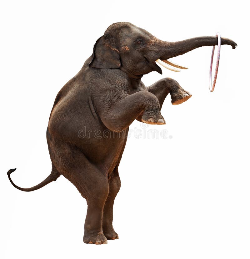 Acrobatic Elephant isolated