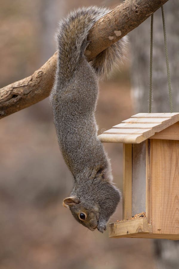 Acrobatic Gray Squirrel Hanging by Tail