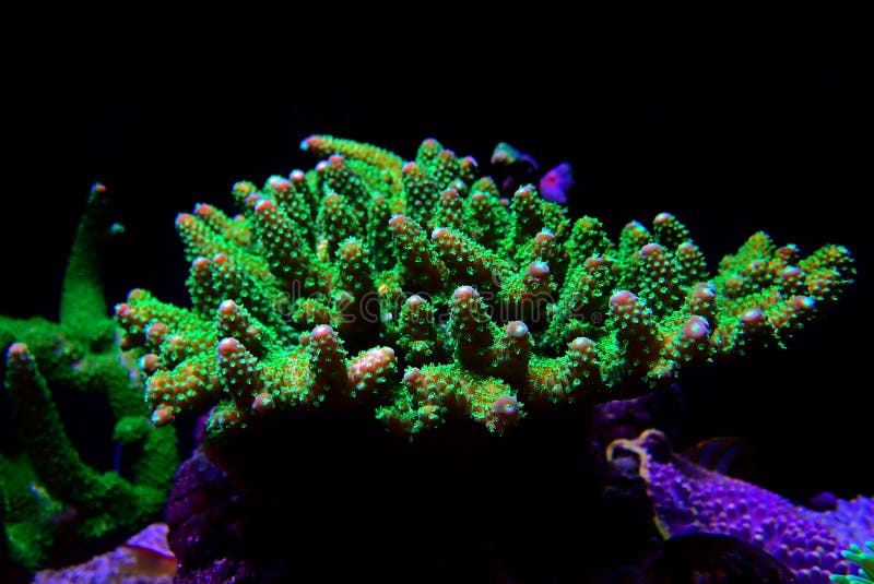 Acropora short polyps stony coral. Depending on the species and location, Acropora species may grow as plates or slender or broad branches. Like other corals, Acropora corals are colonies of individual polyps, which are about 2 mm across and share tissue and a nerve net. The polyps can withdraw back into the coral in response to movement or disturbance by potential predators, but when undisturbed, they protrude slightly. The polyps typically extend further at night to help capture plankton and organic matter from the water.

Acropora is most common in shallow reef environments with bright light and moderate to high water motion. Many small reef fishes live near their colonies and retreat into the thicket of branches if threatened. Acropora short polyps stony coral. Depending on the species and location, Acropora species may grow as plates or slender or broad branches. Like other corals, Acropora corals are colonies of individual polyps, which are about 2 mm across and share tissue and a nerve net. The polyps can withdraw back into the coral in response to movement or disturbance by potential predators, but when undisturbed, they protrude slightly. The polyps typically extend further at night to help capture plankton and organic matter from the water.

Acropora is most common in shallow reef environments with bright light and moderate to high water motion. Many small reef fishes live near their colonies and retreat into the thicket of branches if threatened.