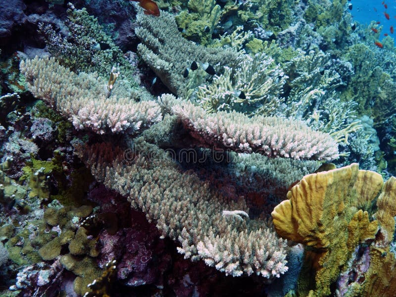 Acropora latistella stock image. Image of acropora, stony - 44038209