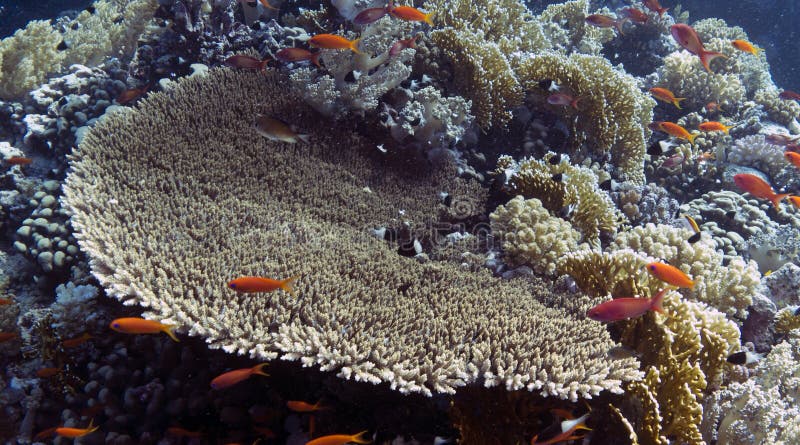 Acropora pulchra