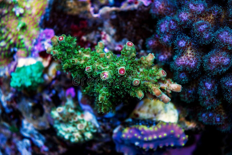 Acropora short polyps stony coral