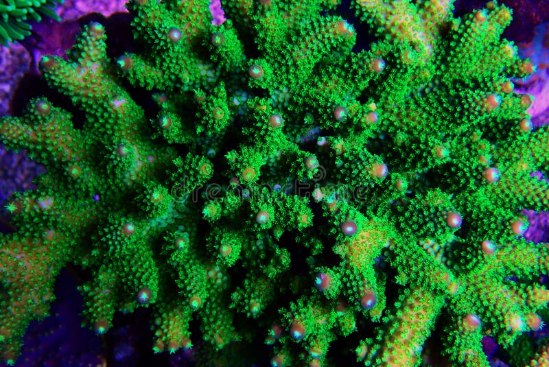 Acropora short polyps stony coral