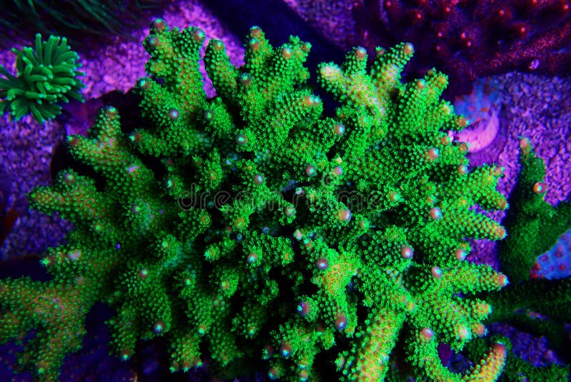 Acropora short polyps stony coral