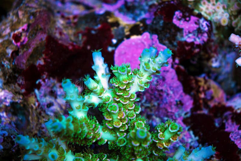 Acropora short polyps stony coral