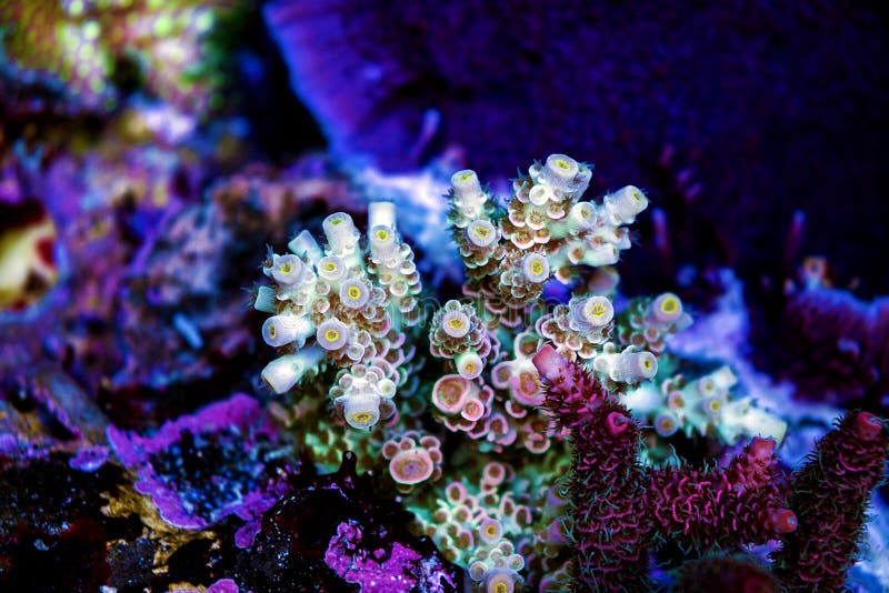 Acropora short polyps stony coral