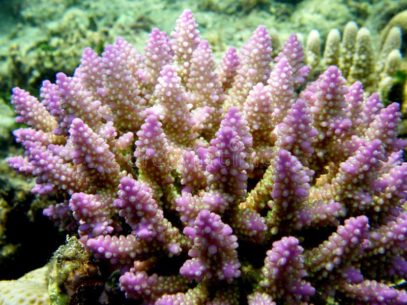 Acropora Strawberry Shortcake Wild Coral Fiji