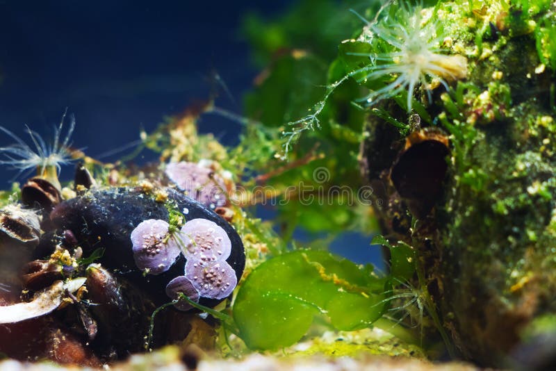 Actinia sp , anémone de mer dans l'aquarium marin de la mer Noire sur le biotope marin, macro capture d'espèces exotiques envahis