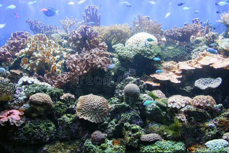 Actinias and Corals 4