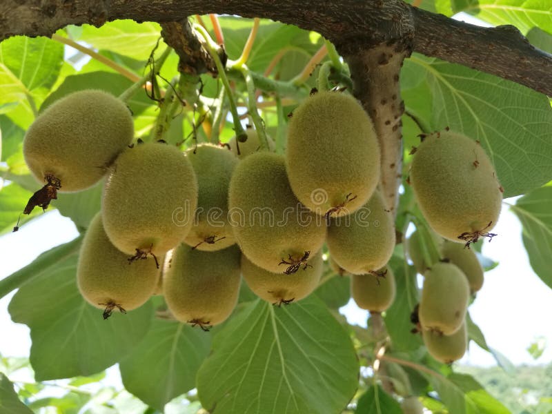 Actinidia chinensis