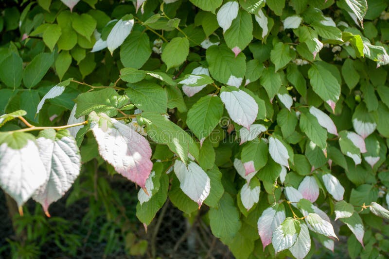 Actinidia kolomikta kolomikta miyamatabi στο ελσίνκι στοκ φωτογραφία με δικαίωμα ελεύθερης χρήσης