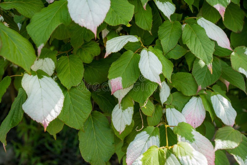 Actinidia kolomikta kolomikta miyamatabi στο ελσίνκι στοκ εικόνες με δικαίωμα ελεύθερης χρήσης