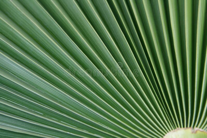 Actinomorphic leaf stock photo. Image of color, form 12655802