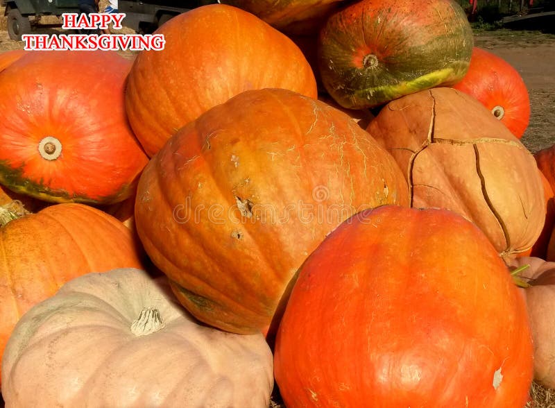 Action de grâces heureuse Grands potirons oranges pour le thanksgiving image stock Action de grâces heureuse Grands potirons oranges pour le thanksgiving image stock
