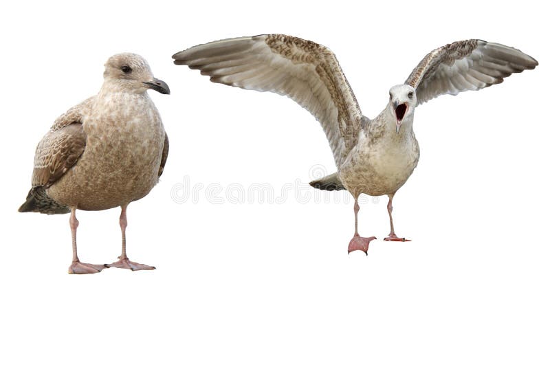 Action japan Sea gull isolated on white background royalty free stock image Action japan Sea gull isolated on white background royalty free stock image