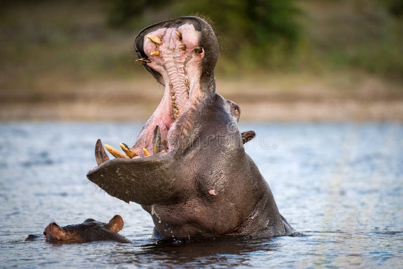 An action portrait of an adult hippo with its mouth wide open