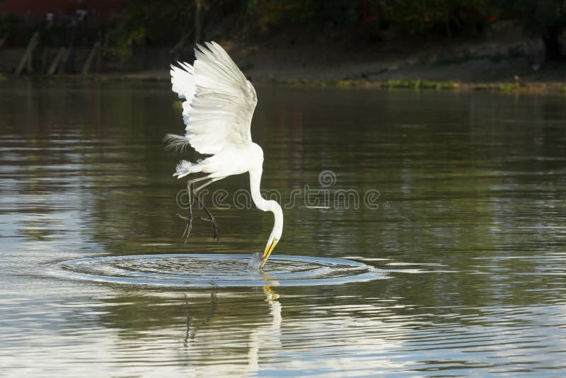 Great white egret catching fish