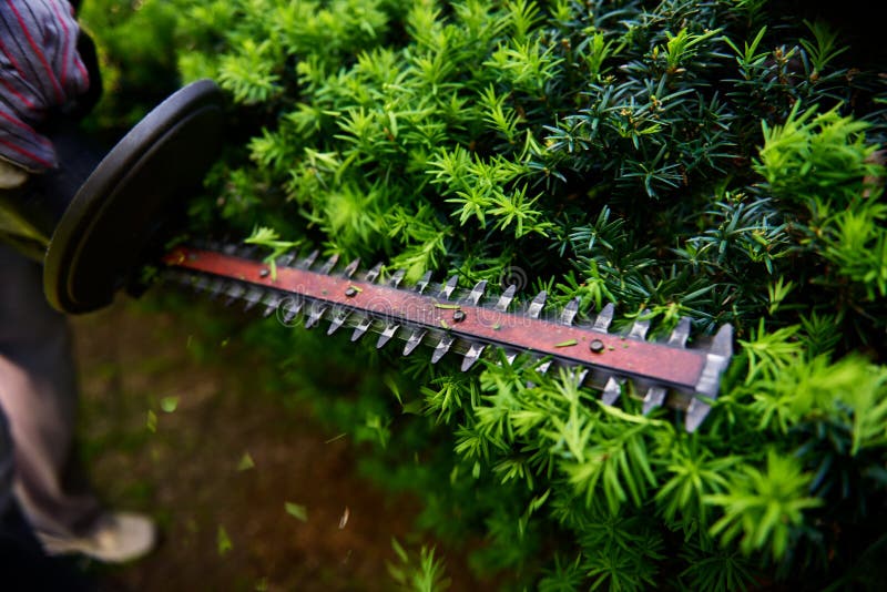 Action shot of hedge trimmer cutting bush