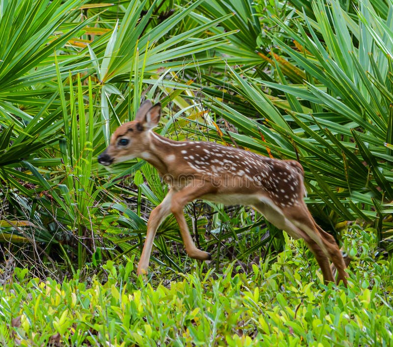 Fawn mckay florida