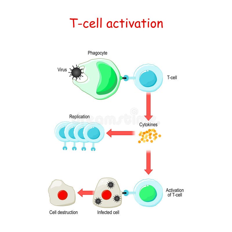 Activation des cellules T
