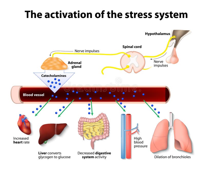 L'attivazione del sistema di stress.