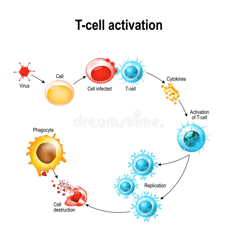 Aktivácia T-buniek leukocytov.