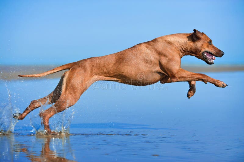 Active athletic dog puppy running at the sea