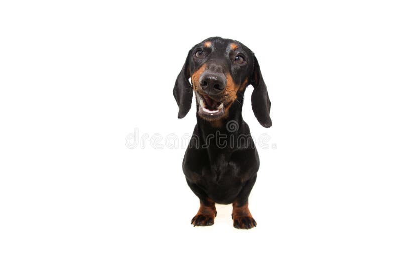 Active dachshund puppy dog making a funny happy face. Isolated on white background