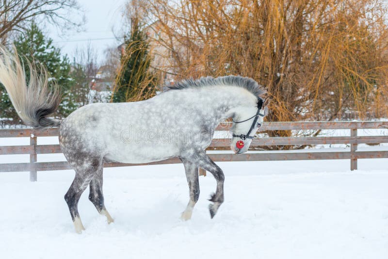 Active gray horse galloping through