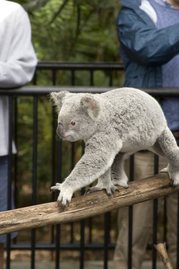 Active koala bear at Australia Zoo