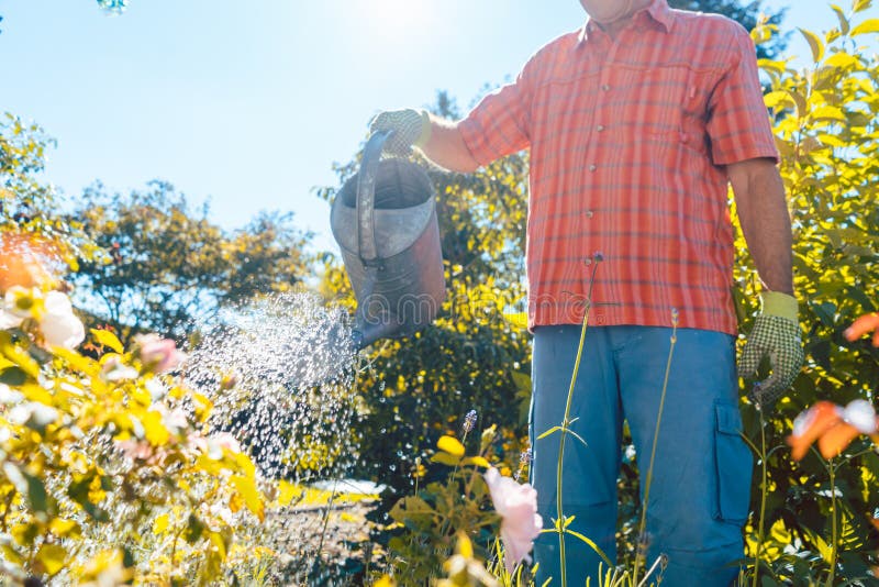 Active senior man watering plants in the garden in a tranquil summer day stock image Active senior man watering plants in the garden in a tranquil summer day stock image