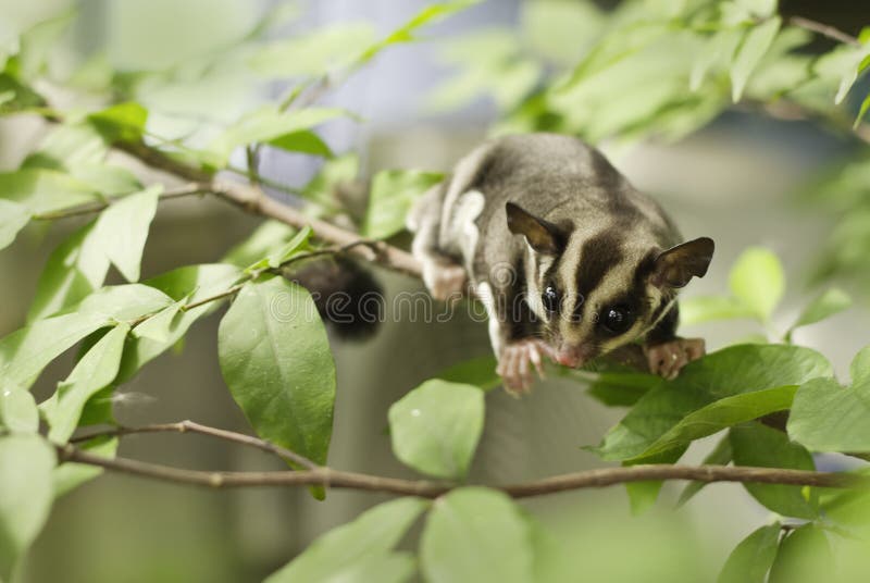 Sugar glider stock image. Image of nature, breviceps 34732579