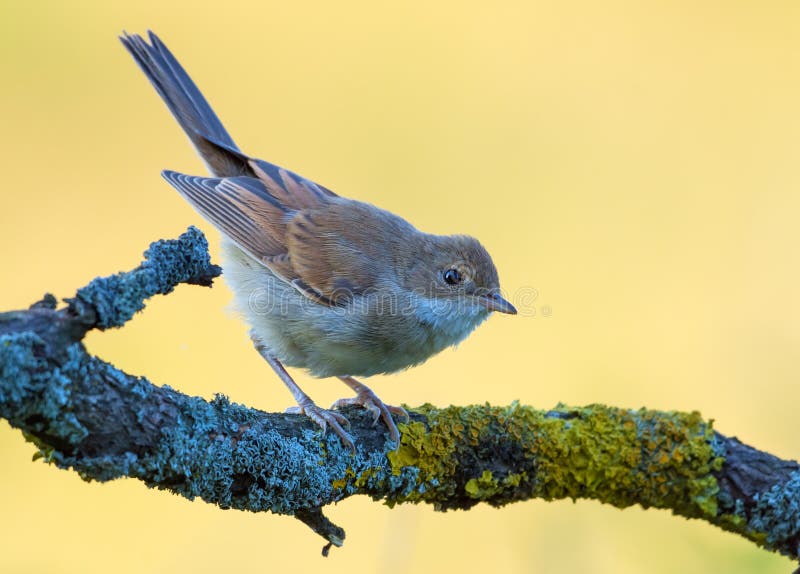 Lovely Young Common whitethroat posing on branch with clear background in sweet evening light royalty free stock photo Lovely Young Common whitethroat posing on branch with clear background in sweet evening light royalty free stock photo