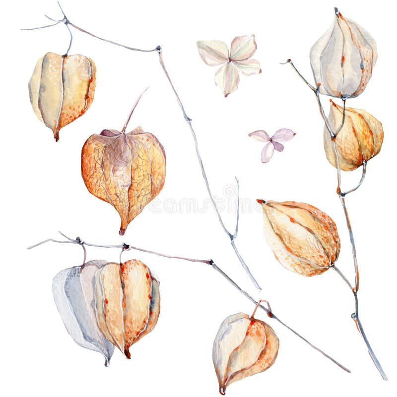 Acuarela Autumn Composition stock de ilustración Acuarela Autumn Composition stock de ilustración