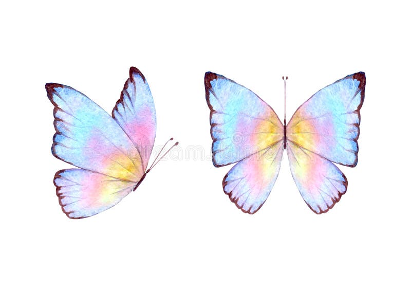 Acuarela Conjunto De Verano Botánico De Mariposas Multicolor Coloridas  Stock de ilustración - Ilustración de elemento, tela: 228570015