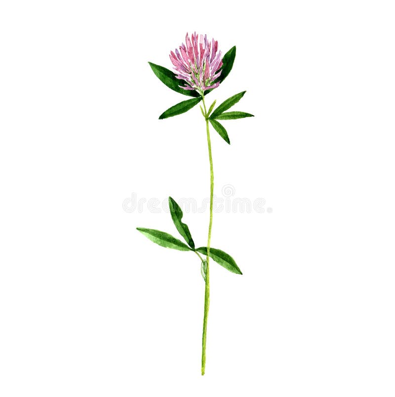 Acuarela que dibuja la flor salvaje fotografía de archivo libre de regalías Acuarela que dibuja la flor salvaje fotografía de archivo libre de regalías