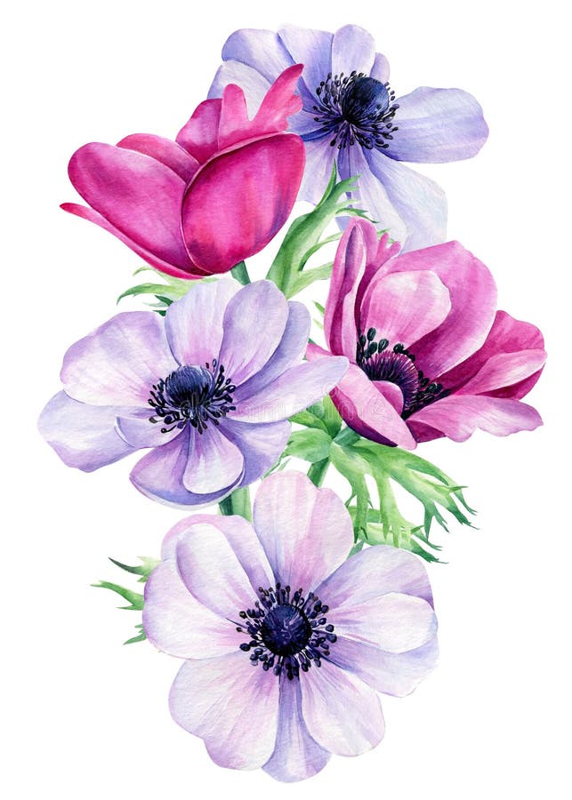 Acuarela Ramo Flores Anémonas Sobre Fondo Blanco Aislado Diseño Floral Stock de ilustración - Ilustración de wallpaper, flores: 218630562 Acuarela Ramo Flores Anémonas Sobre Fondo Blanco Aislado Diseño Floral Stock de ilustración - Ilustración de wallpaper, flores: 218630562