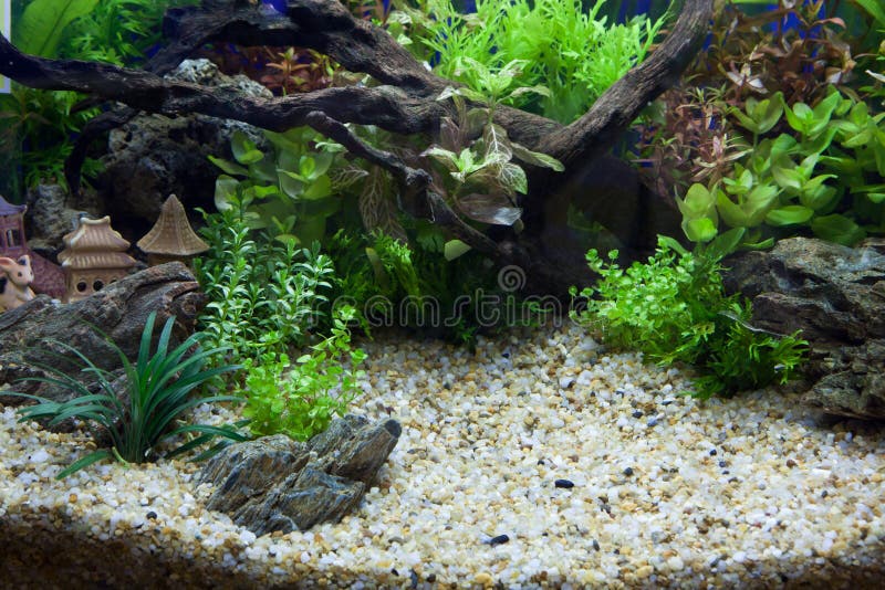 Acuario de la planta foto de archivo Acuario de la planta foto de archivo