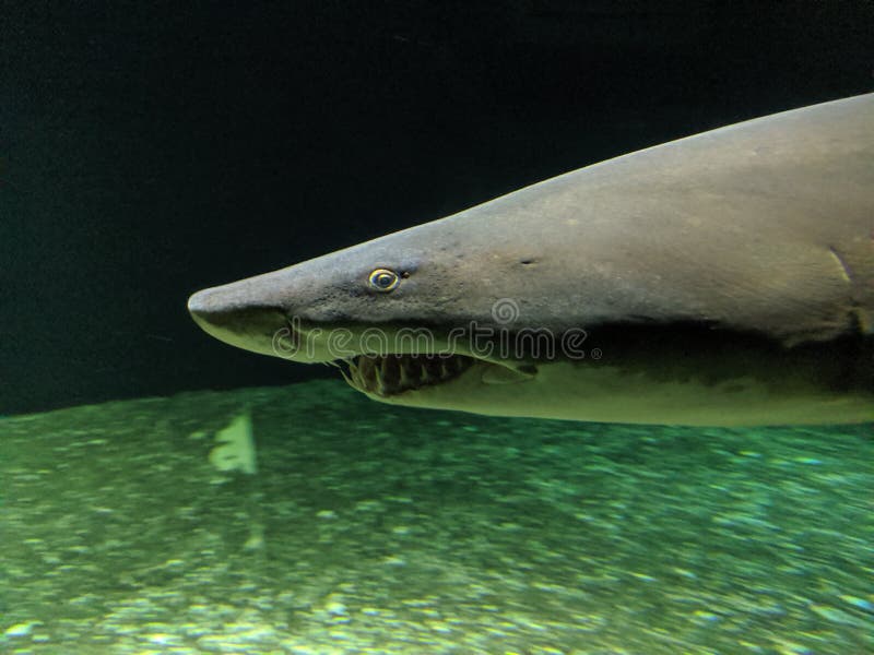 Acuario nacional de las medusas de tiburón Baltimore Maryland criaturas del mar nadar el océano el museo del turismo el miedo el