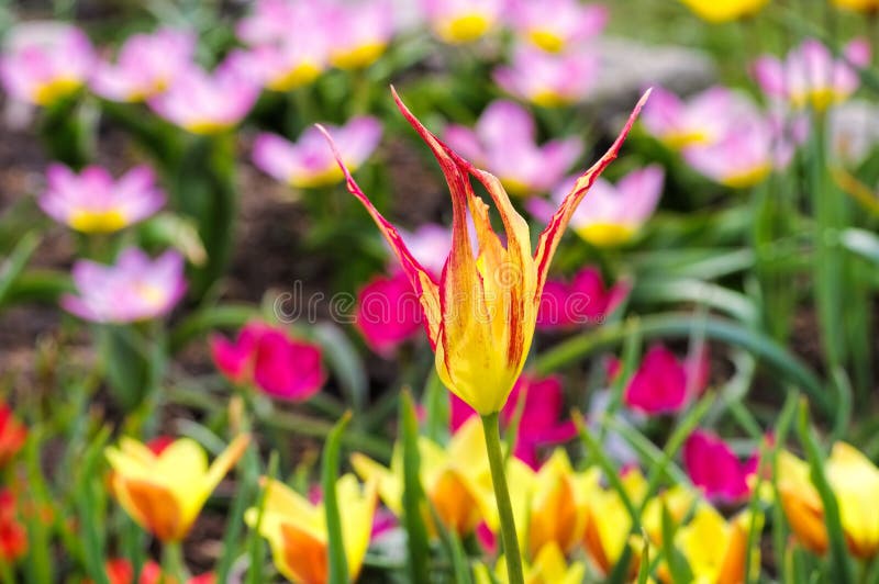 Acuminata sauvage de Tulipa de tulipe image libre de droits