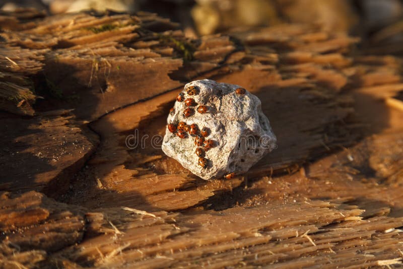 Acumulação de joaninha dos insetos vermelha Muitos joaninhas que tomam sol no sol que senta-se em uma pedra fotos de stock royalty free Acumulação de joaninha dos insetos vermelha Muitos joaninhas que tomam sol no sol que senta-se em uma pedra fotos de stock royalty free