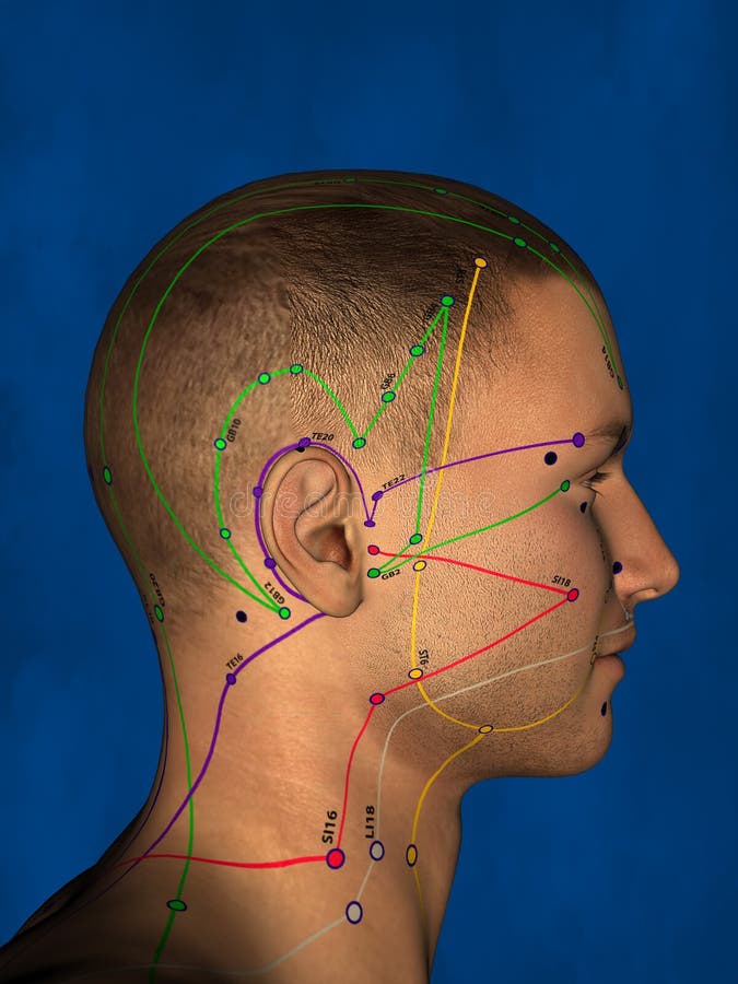 Acupuncture, 3D Model stock illustration. Illustration of acupuncturist ... Biology Diagrams