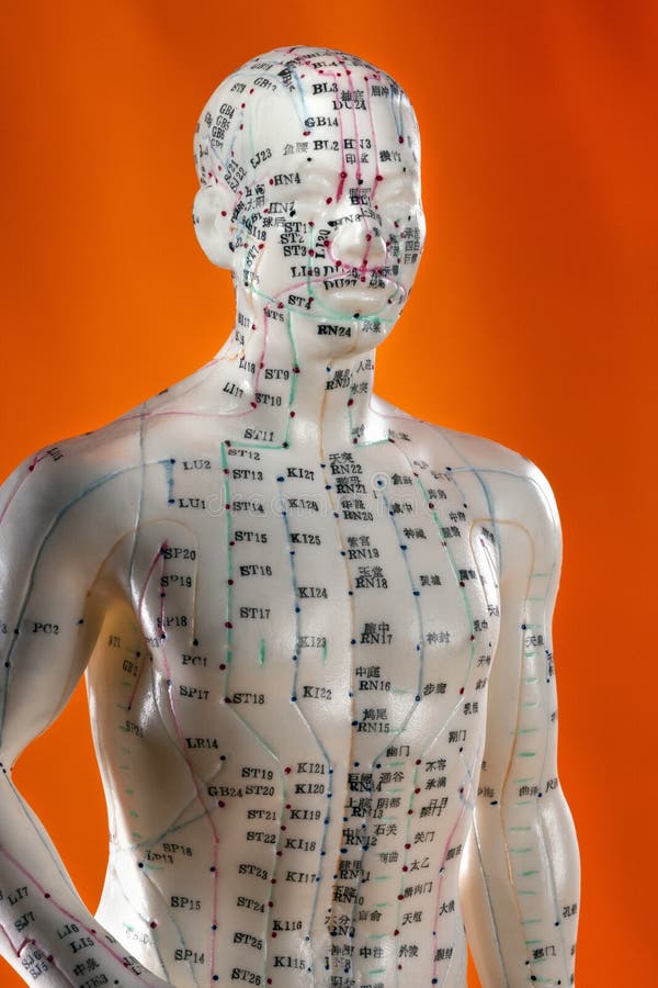 Acupuncture Model Alternative Medicine China Stock Photo Image of