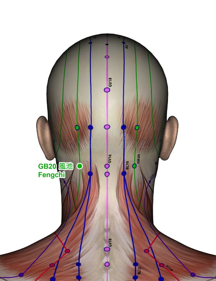 Acupuncture points : 8 323 images, photos de stock, objets 3D et