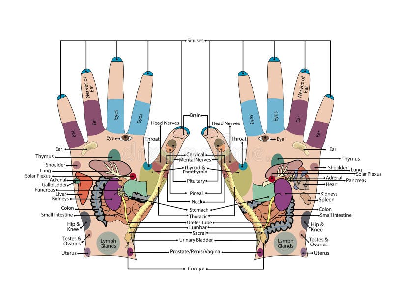 Acupuntura - Ilustração Do Vetor Da Mão Ilustração do Vetor